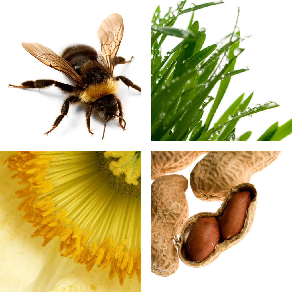 Example causes of allergies - bee sting, grass, pollen, peanuts